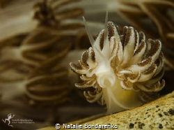 Mimic nudibranch by Natalie Bondarenko 